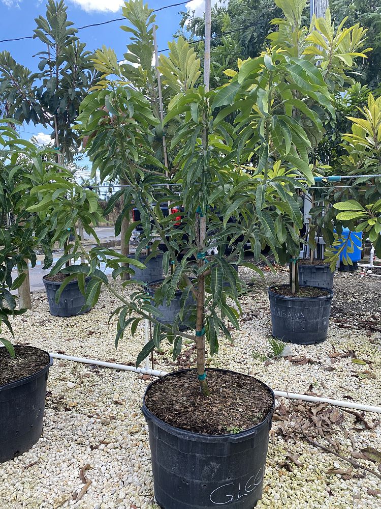 mangifera-indica-glenn-mango