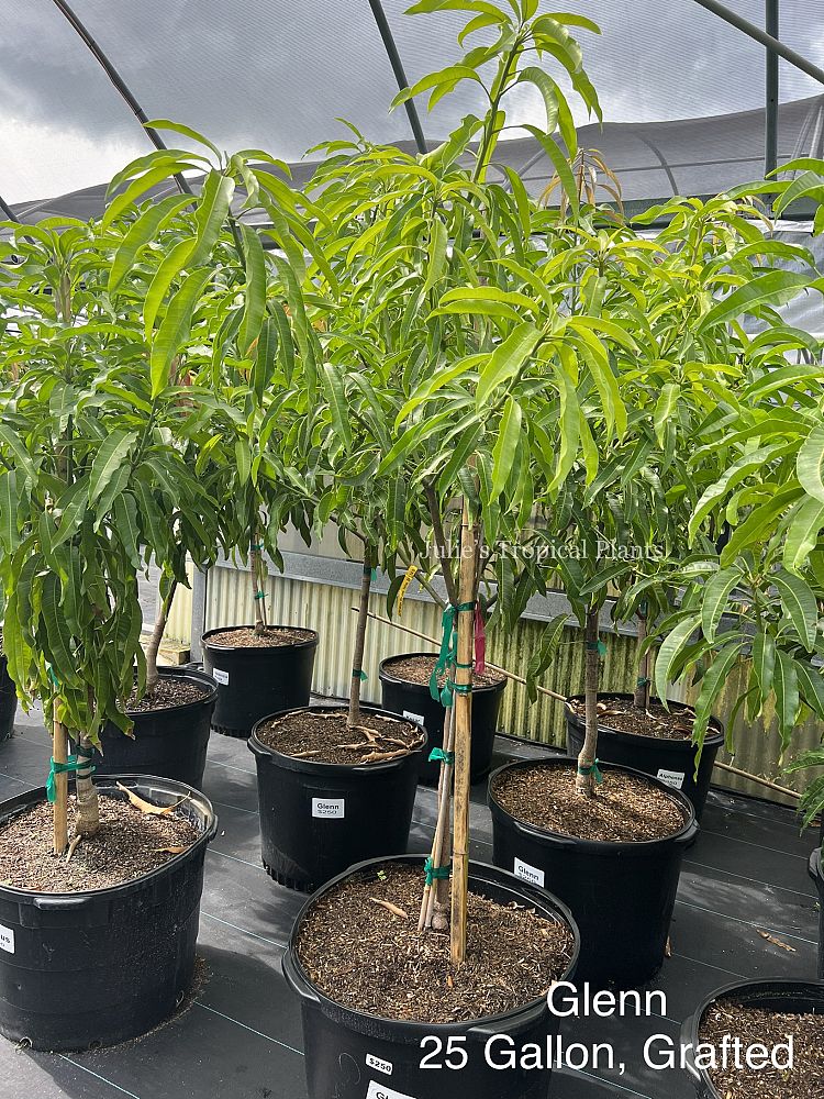 mangifera-indica-glenn-mango