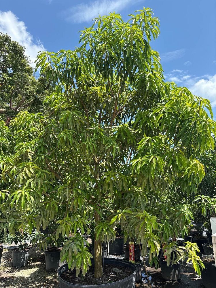 mangifera-indica-glenn-mango