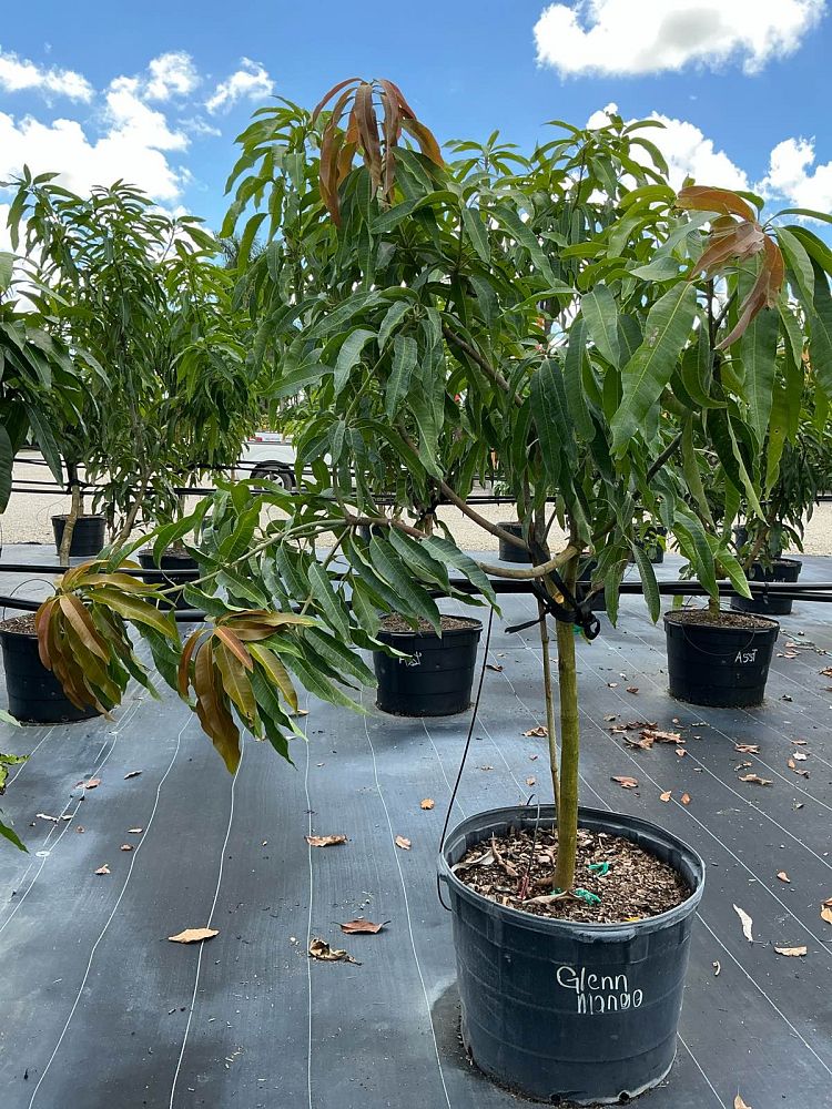 mangifera-indica-glenn-mango