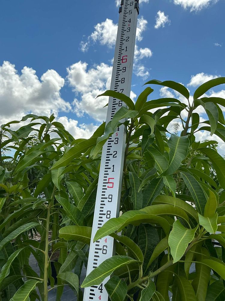 mangifera-indica-glenn-mango