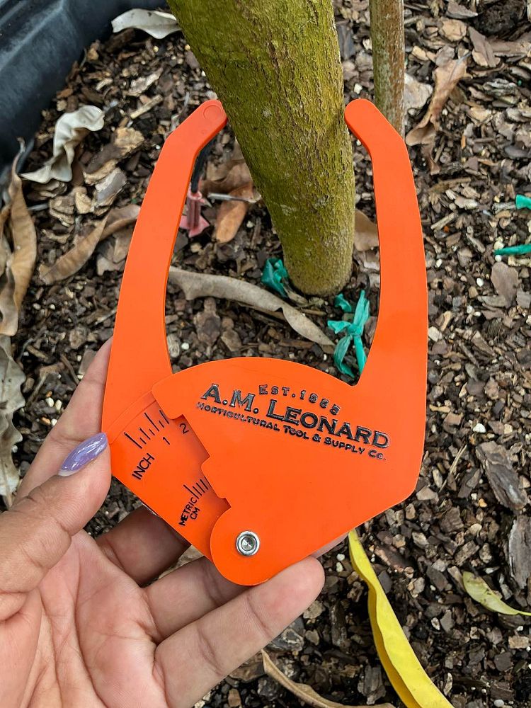 mangifera-indica-glenn-mango