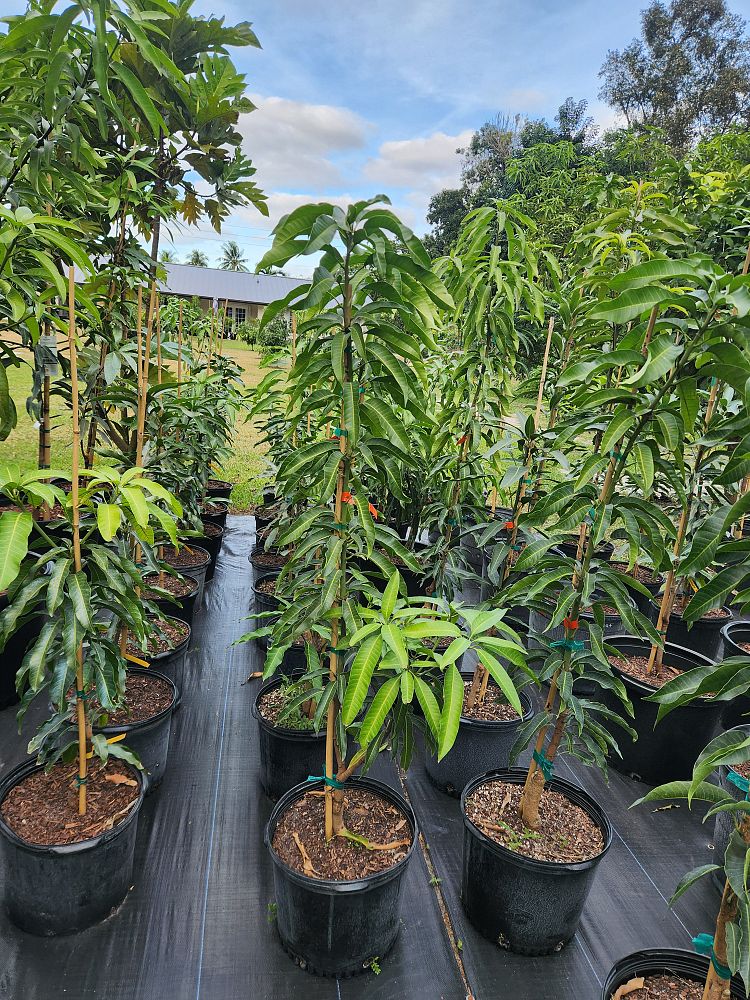 mangifera-indica-glenn-mango