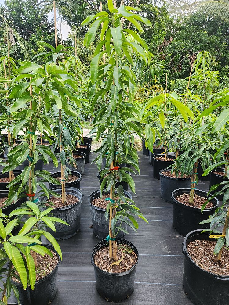 mangifera-indica-glenn-mango