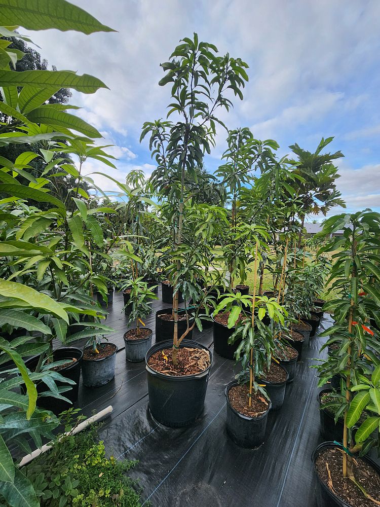 mangifera-indica-glenn-mango