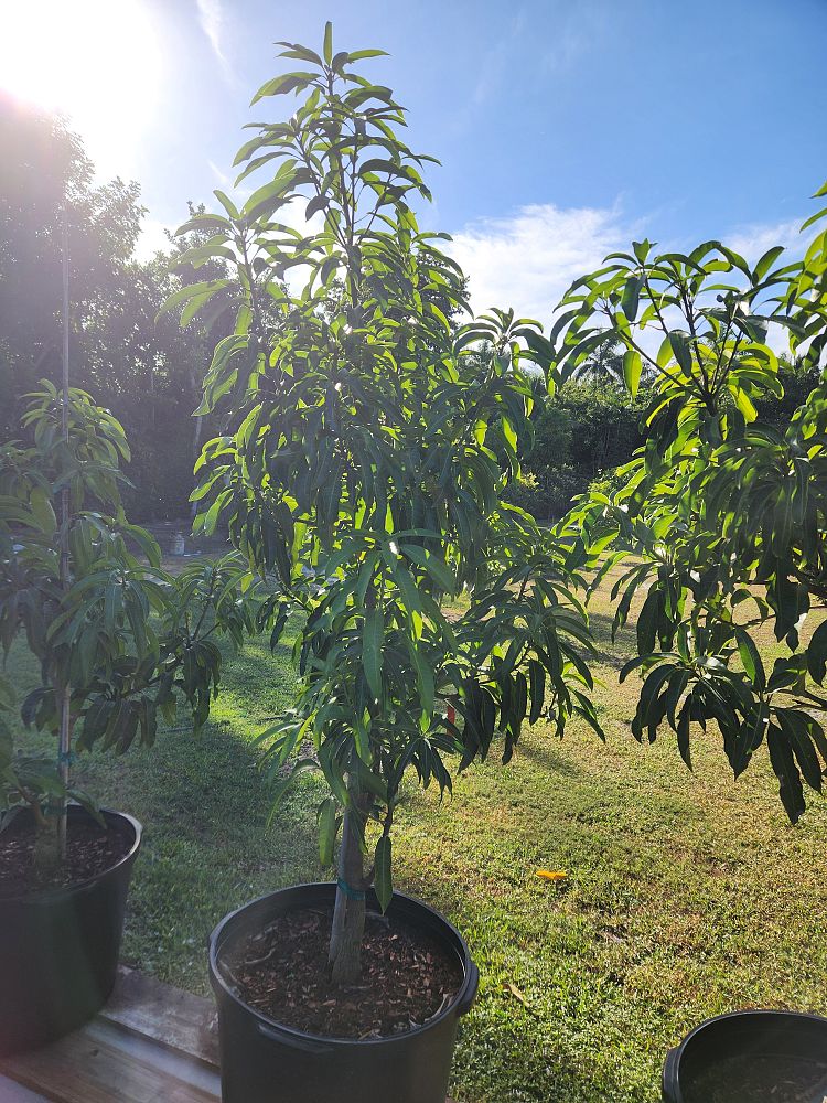 mangifera-indica-glenn-mango