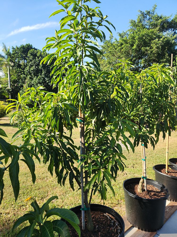 mangifera-indica-glenn-mango