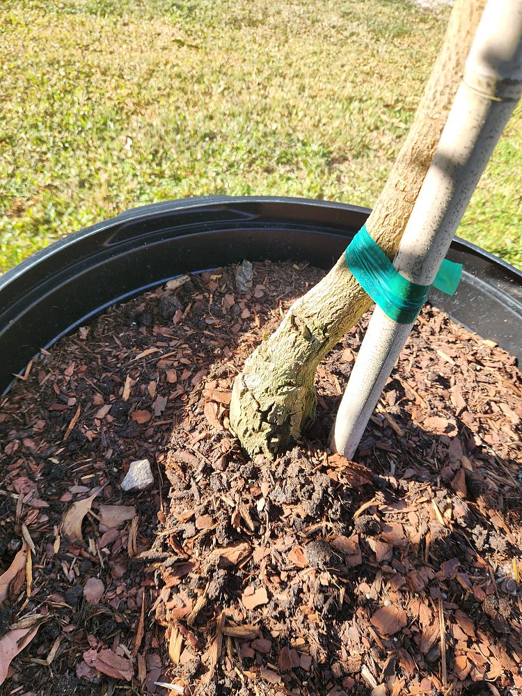 mangifera-indica-glenn-mango