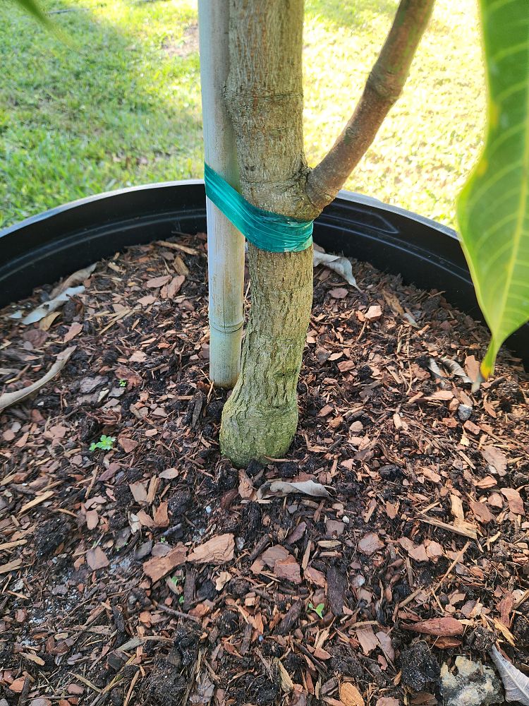 mangifera-indica-glenn-mango