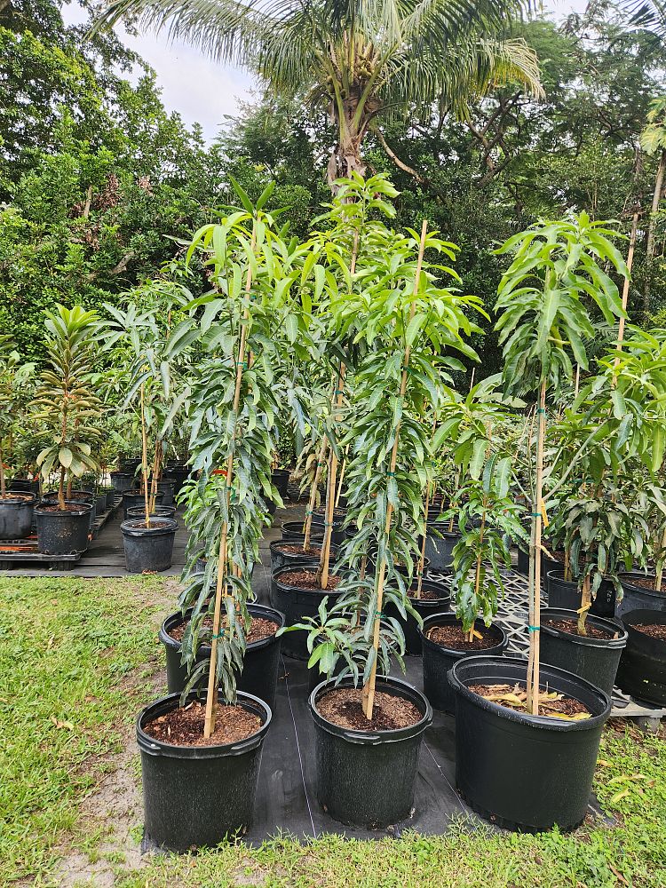 mangifera-indica-glenn-mango