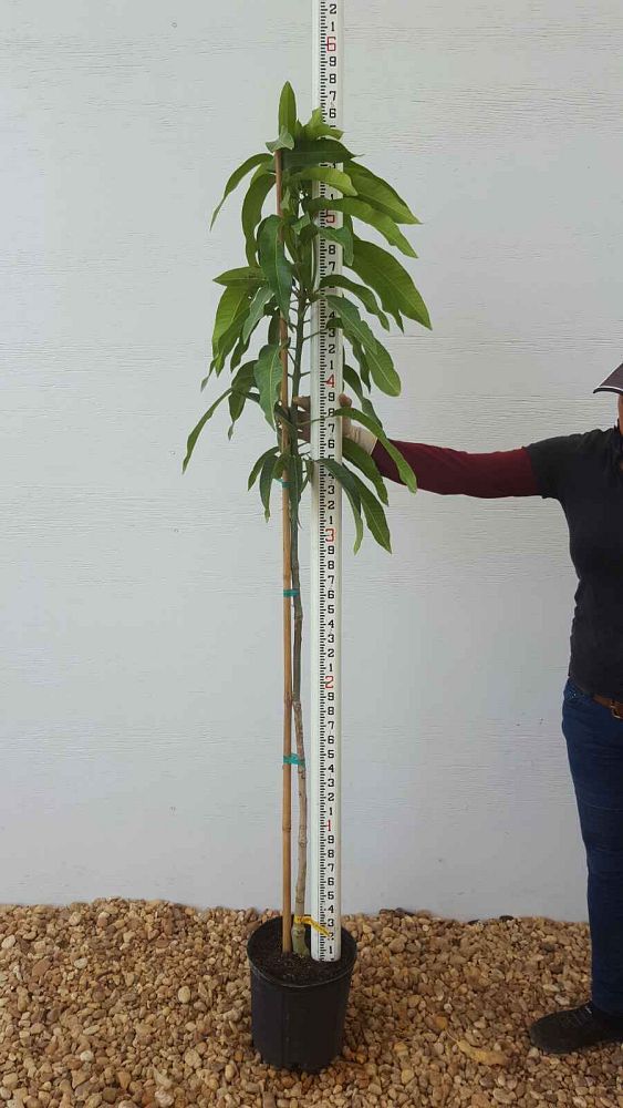 mangifera-indica-haden-mango