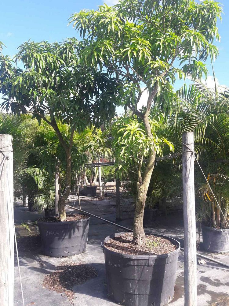 mangifera-indica-haden-mango