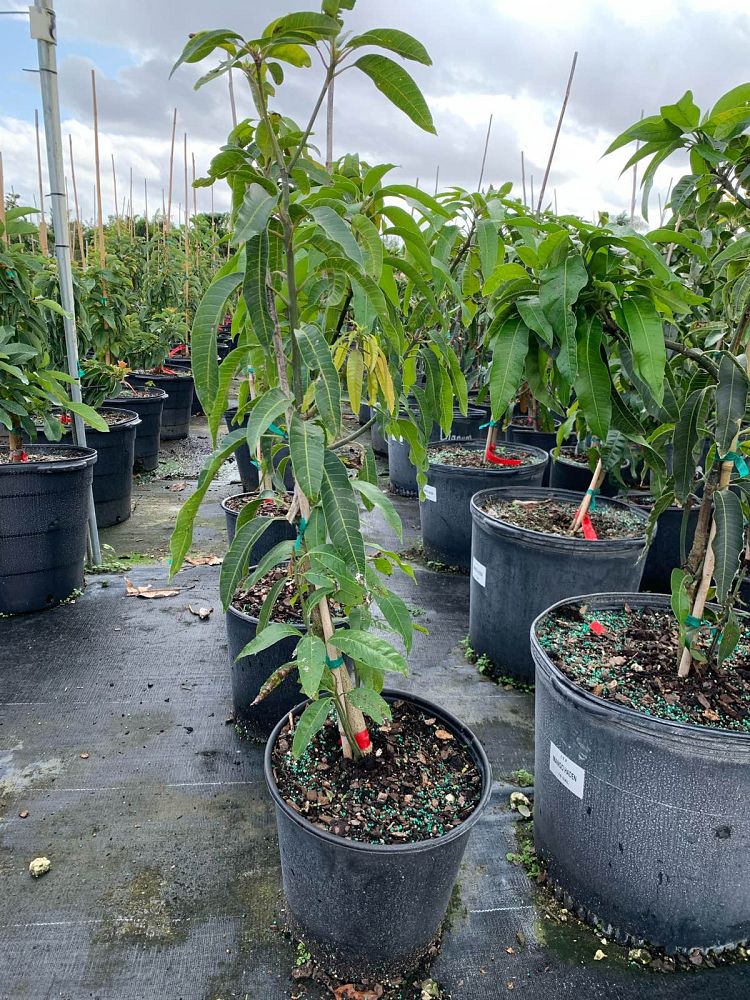 mangifera-indica-haden-mango
