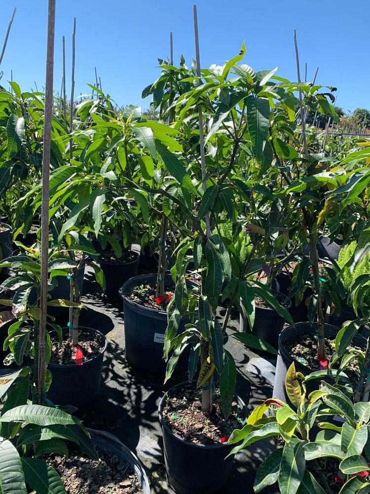 mangifera-indica-haden-mango