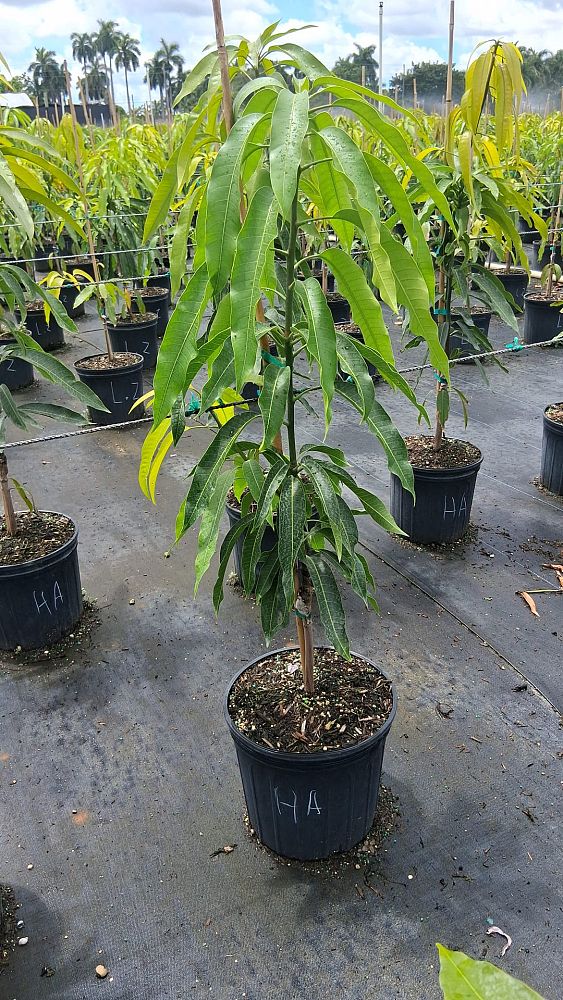mangifera-indica-haden-mango