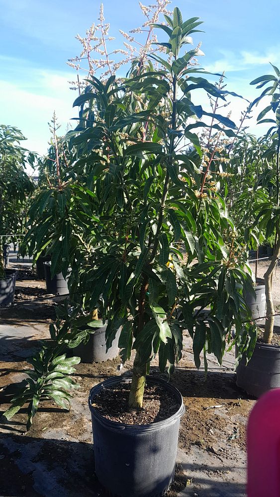 mangifera-indica-haden-mango