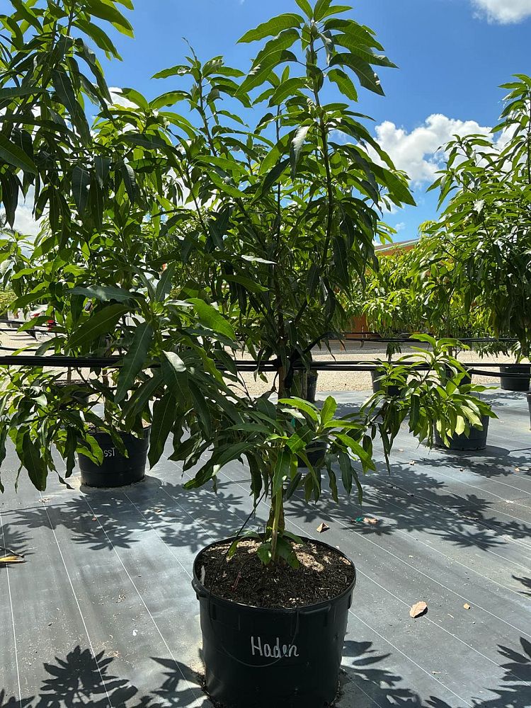 mangifera-indica-haden-mango