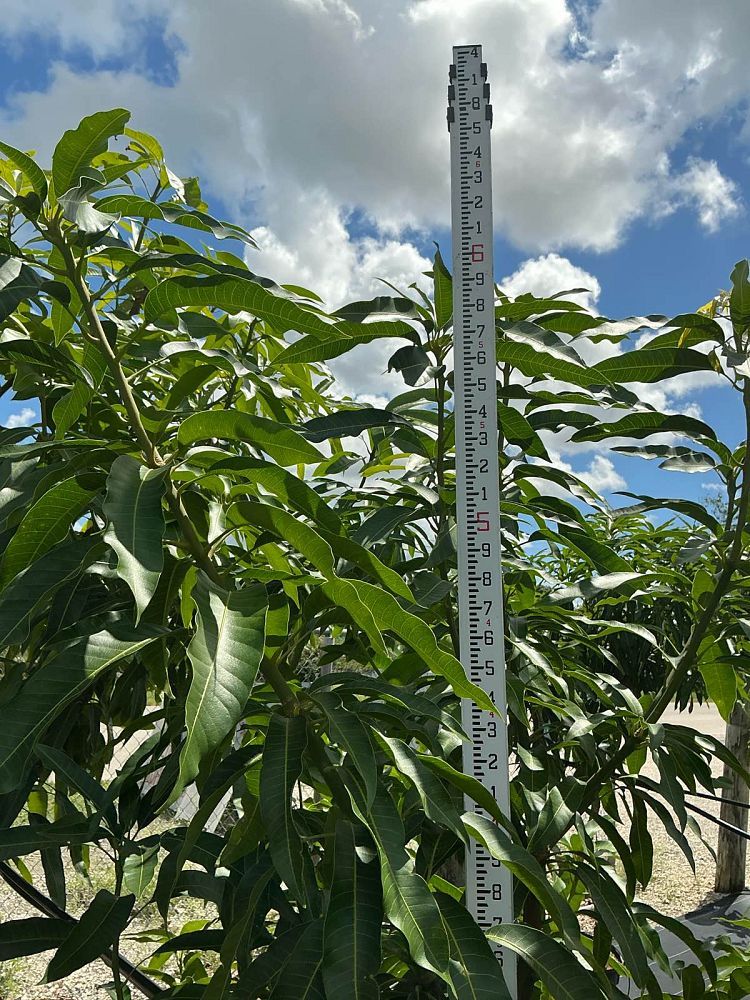 mangifera-indica-haden-mango