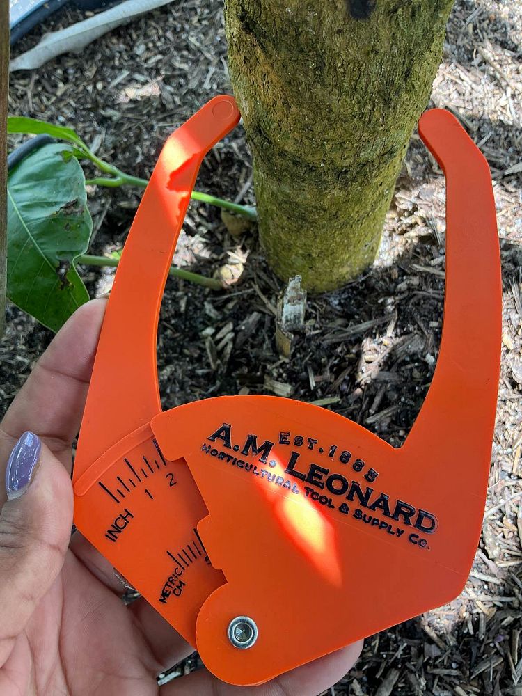 mangifera-indica-haden-mango