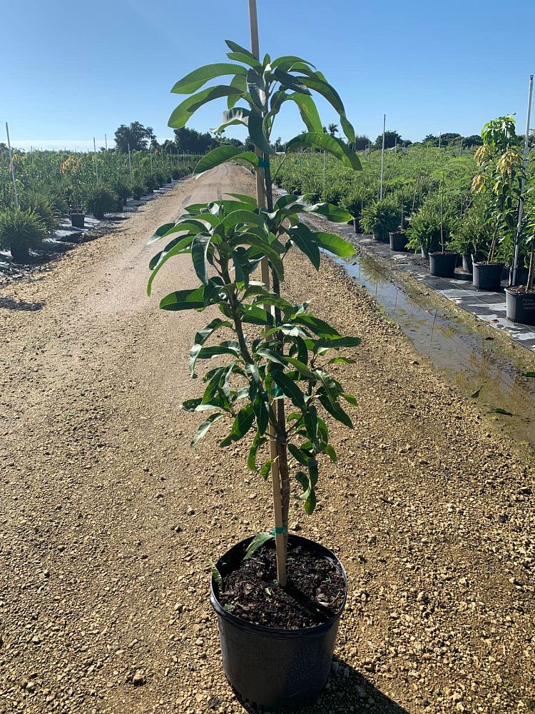 mangifera-indica-harvest-moon-mango