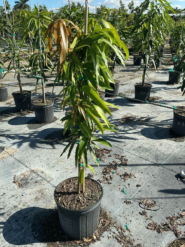 mangifera-indica-ice-cream-mango