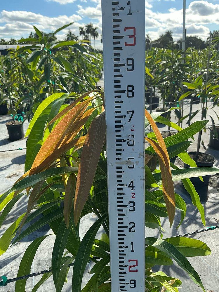 mangifera-indica-ice-cream-mango