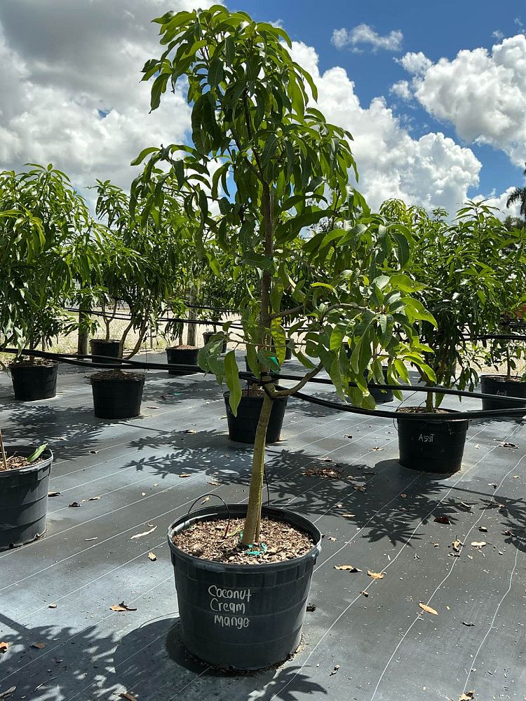 mangifera-indica-ice-cream-mango