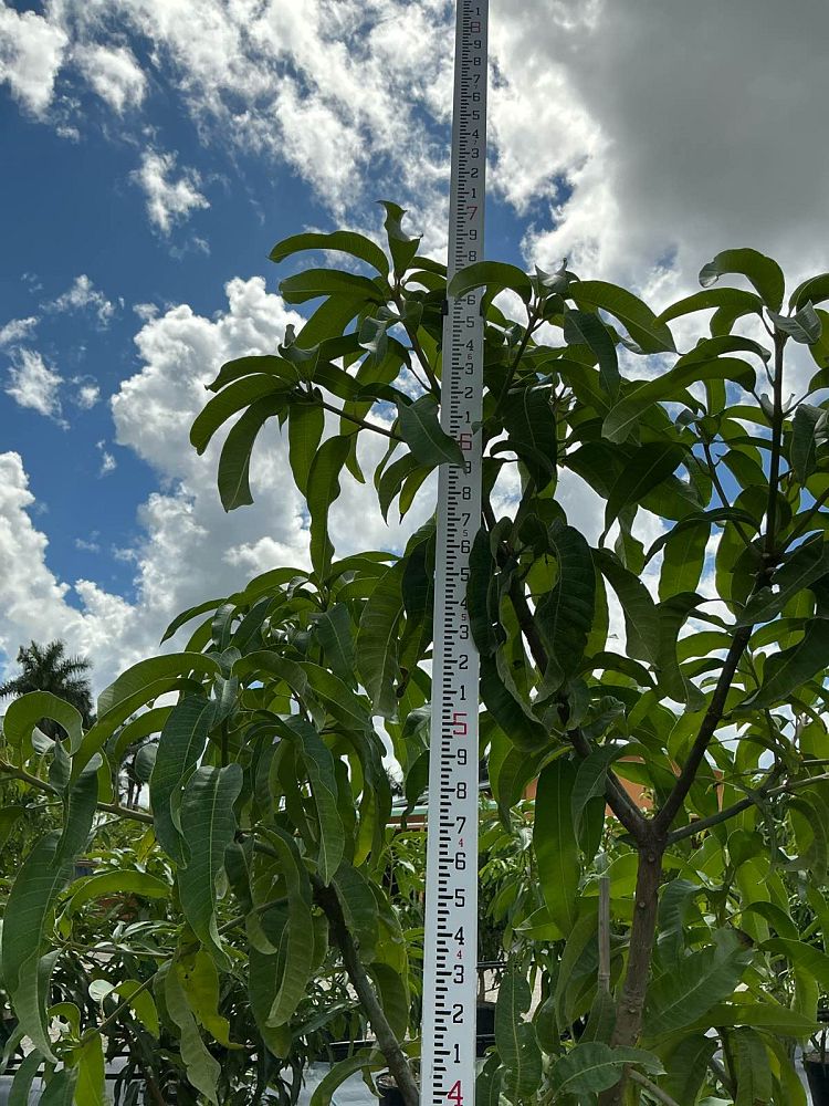 mangifera-indica-ice-cream-mango