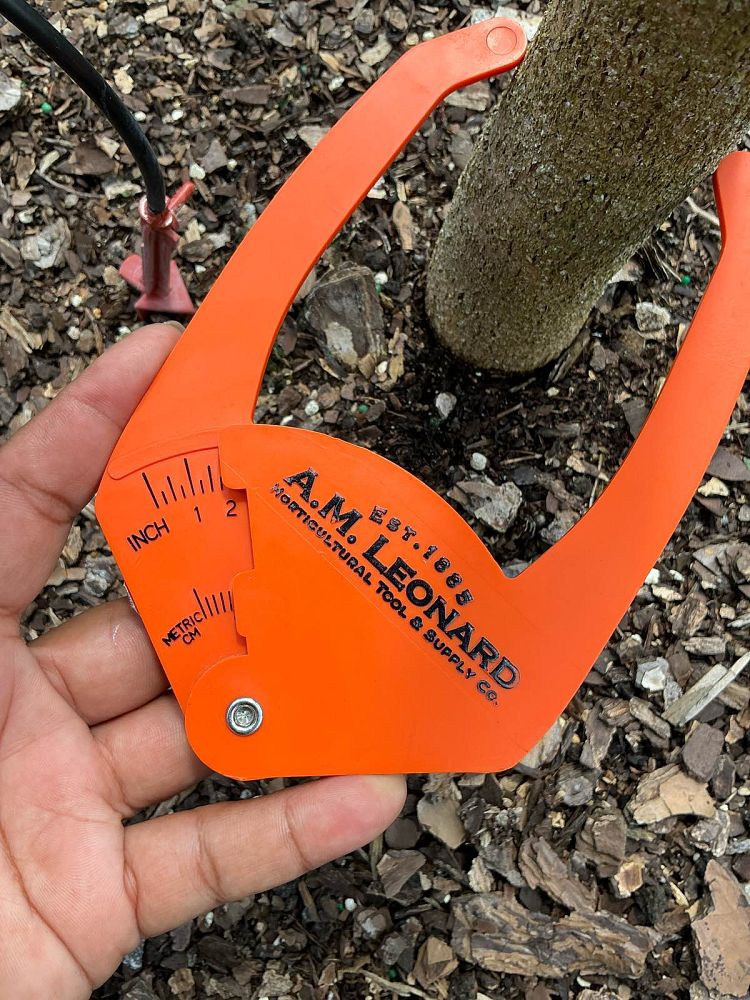 mangifera-indica-ice-cream-mango