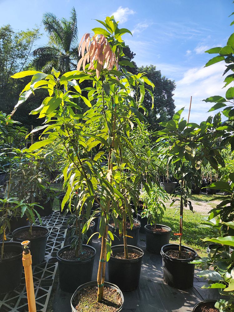 mangifera-indica-irwin-mango