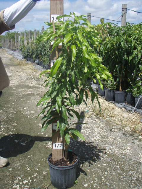 mangifera-indica-julie-mango