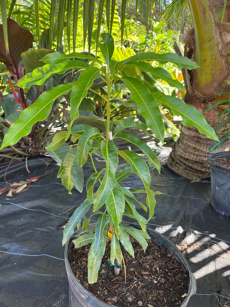 mangifera-indica-julie-mango