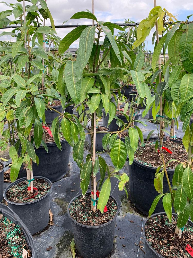 mangifera-indica-keitt-mango