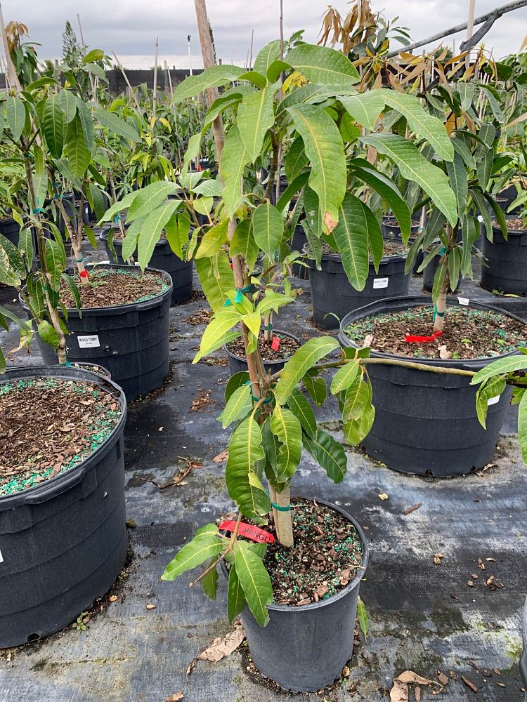 mangifera-indica-keitt-mango