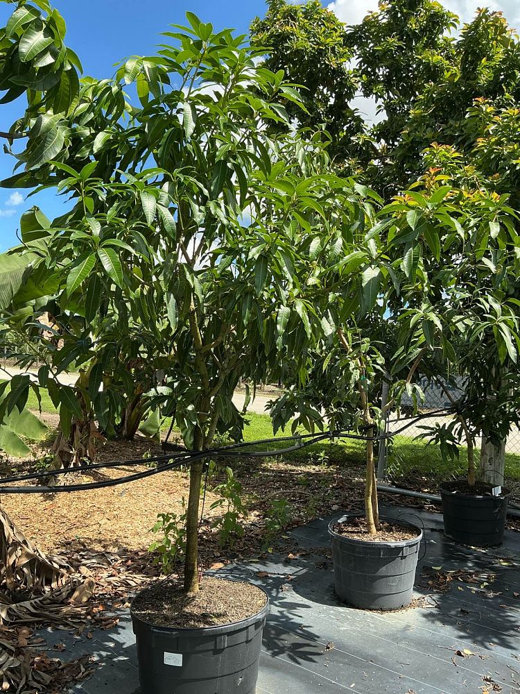 mangifera-indica-keitt-mango