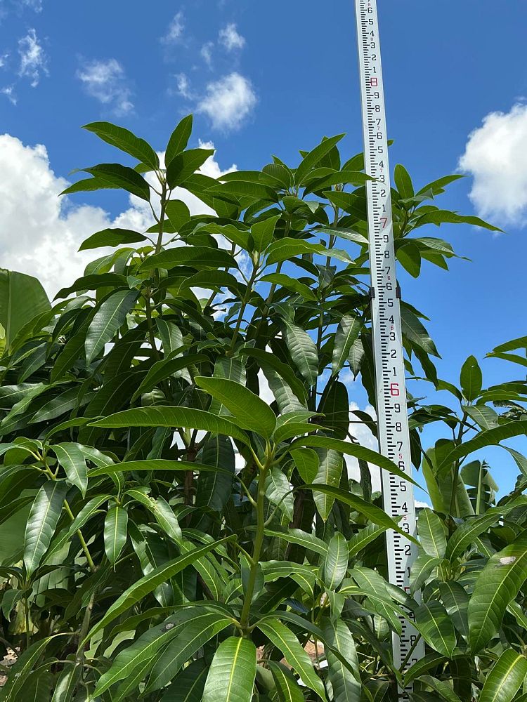 mangifera-indica-keitt-mango