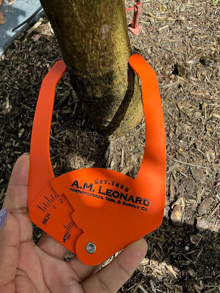 mangifera-indica-keitt-mango