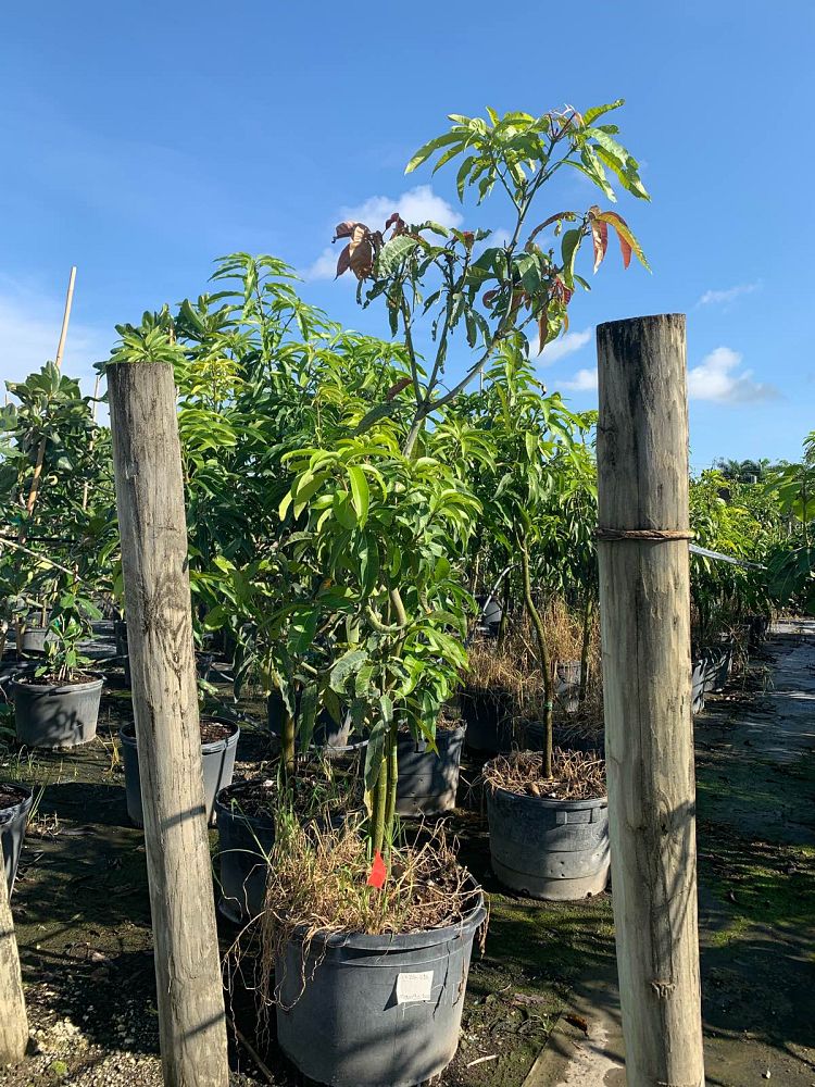 mangifera-indica-kent-mango