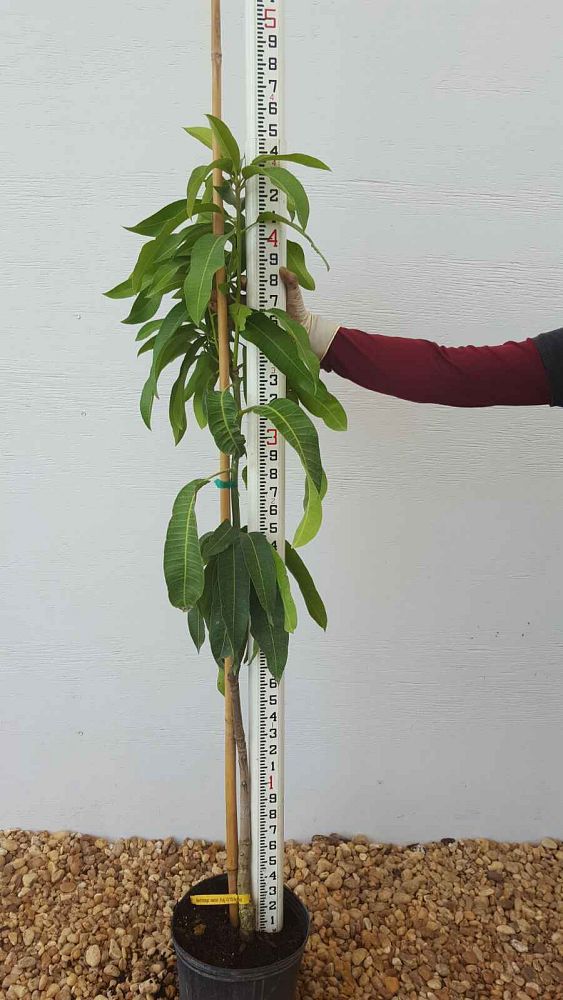 mangifera-indica-kent-mango