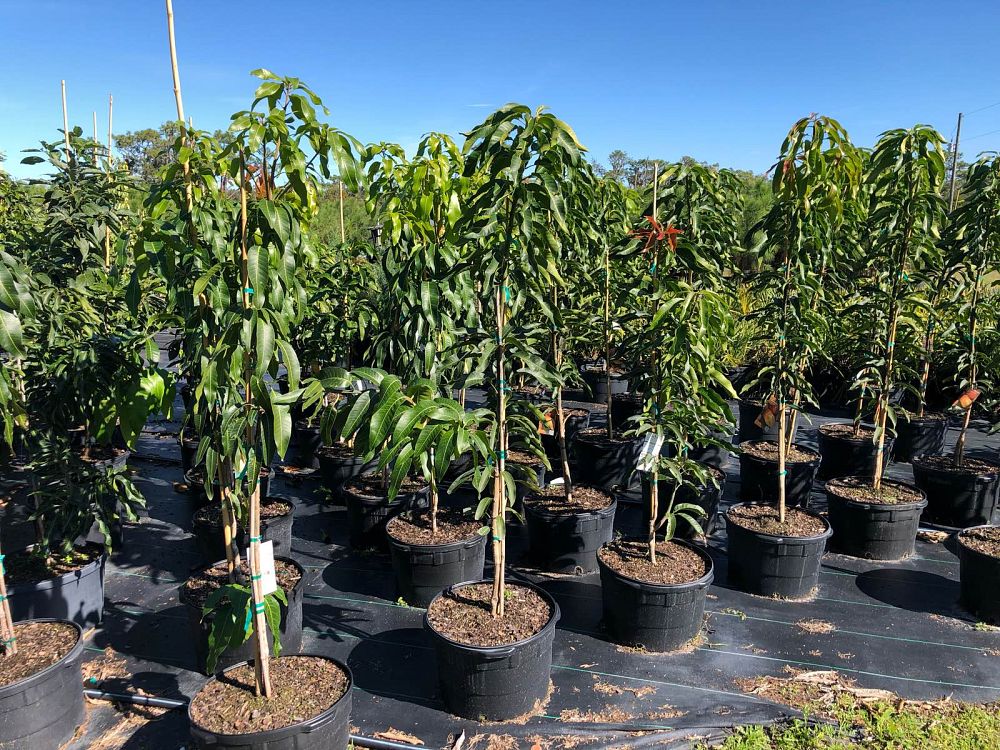 mangifera-indica-kent-mango