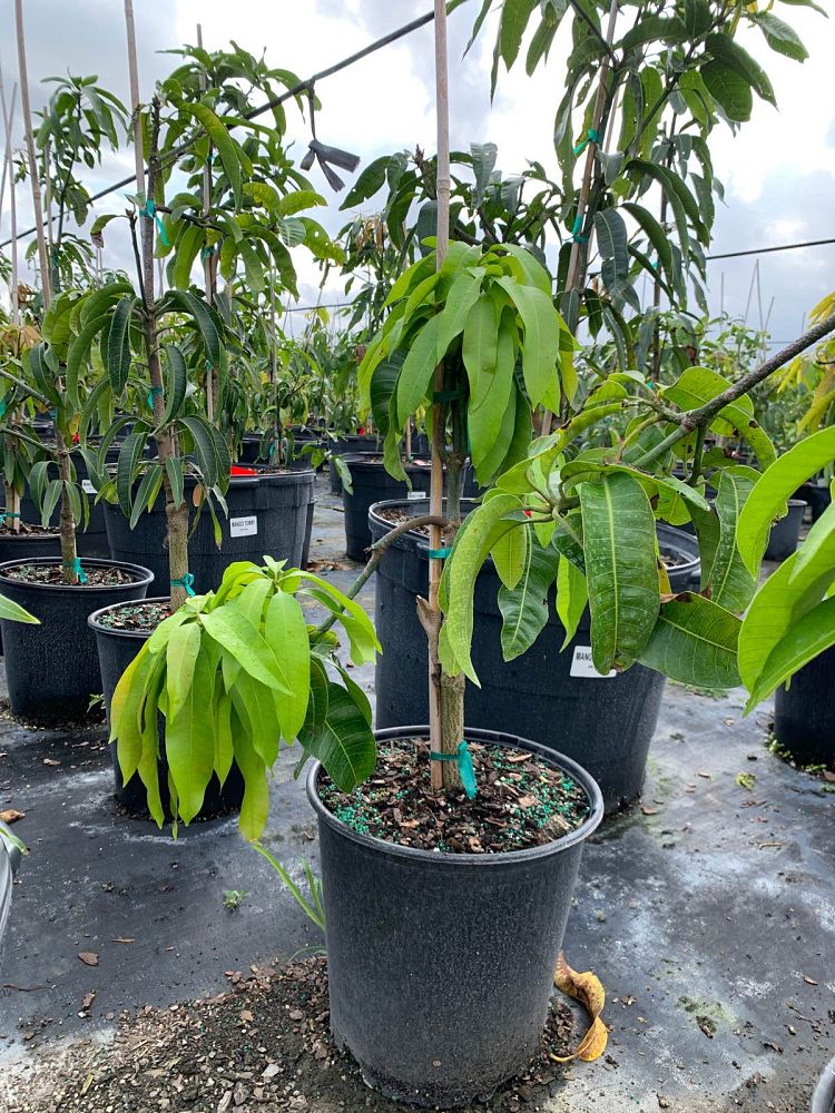 mangifera-indica-kent-mango