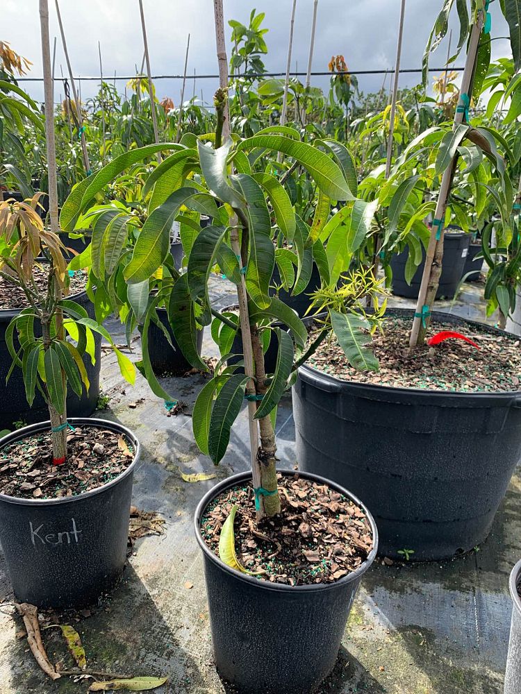 mangifera-indica-kent-mango