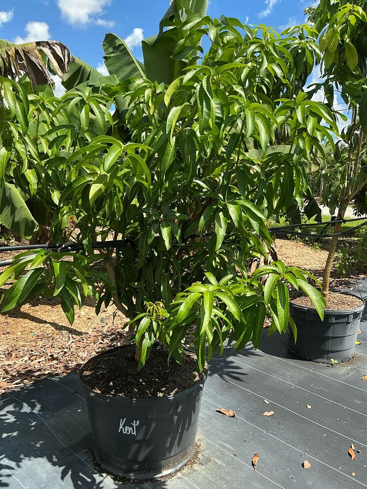 mangifera-indica-kent-mango