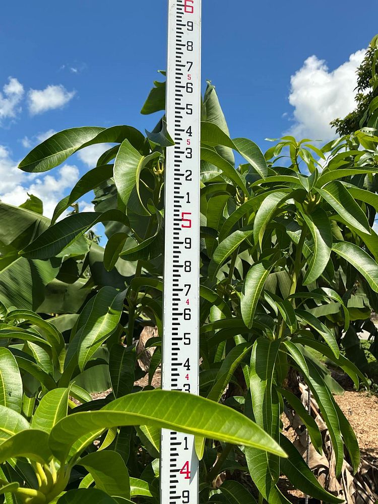 mangifera-indica-kent-mango