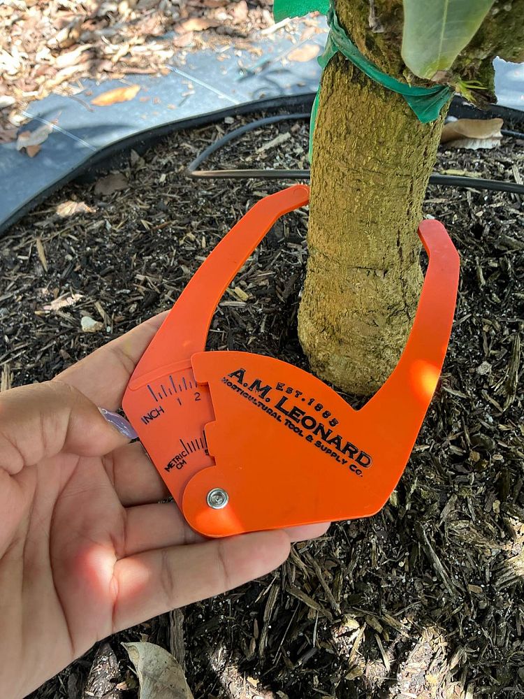 mangifera-indica-kent-mango