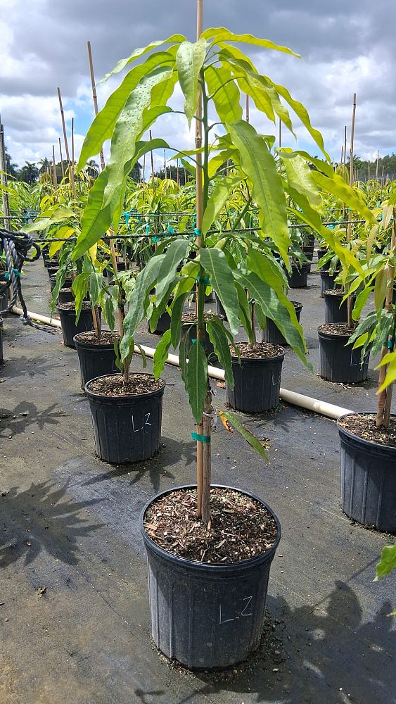 mangifera-indica-lemon-zest-mango