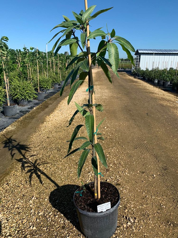 mangifera-indica-maha-chanook-mango
