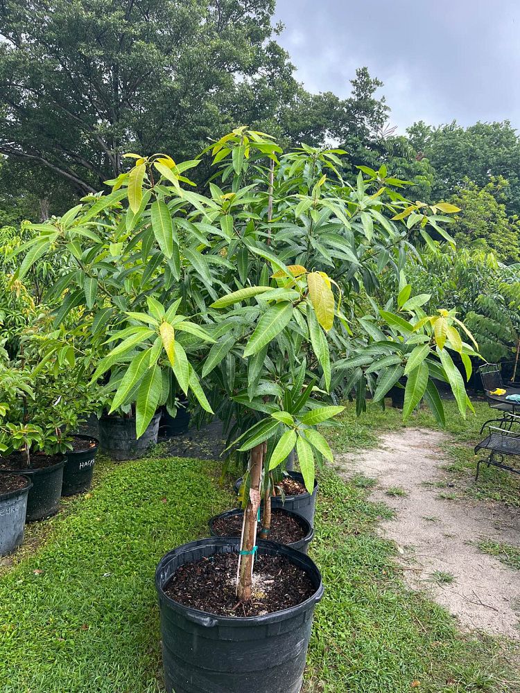 mangifera-indica-maha-chanook-mango