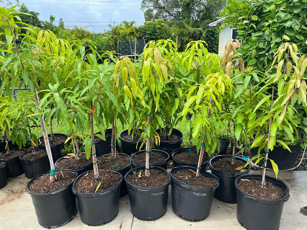 mangifera-indica-maha-chanook-mango
