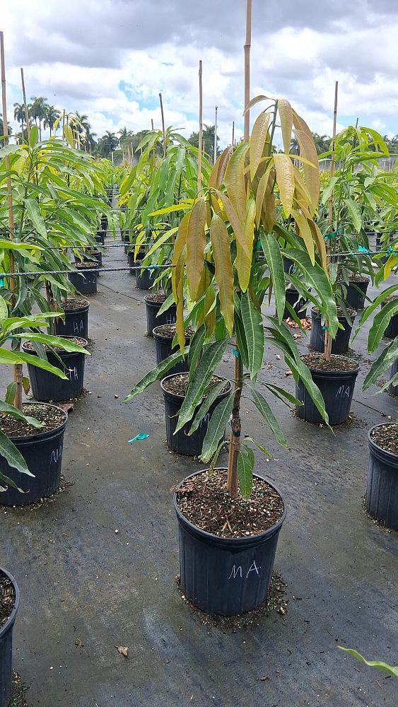 mangifera-indica-mallika-mango